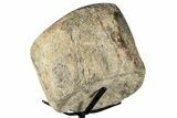 Polished Fossil Mosasaur Vertebra w/ Metal Stand - Texas #350985-3